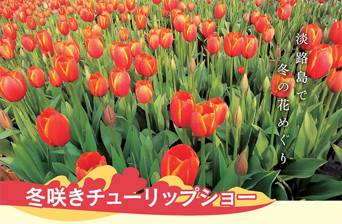洲本市民広場と兵庫県公館で 冬咲きチューリップショー 開催中 2月中旬頃まで 明石じゃーなる