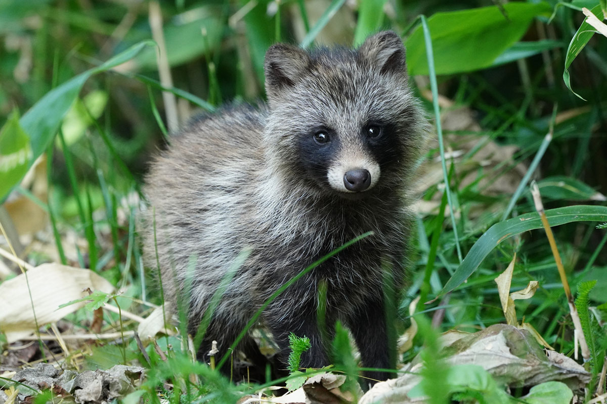 石で出来たタヌキ 明石市内で「タヌキ」の目撃情報があるみたい！【2025年11月8日
